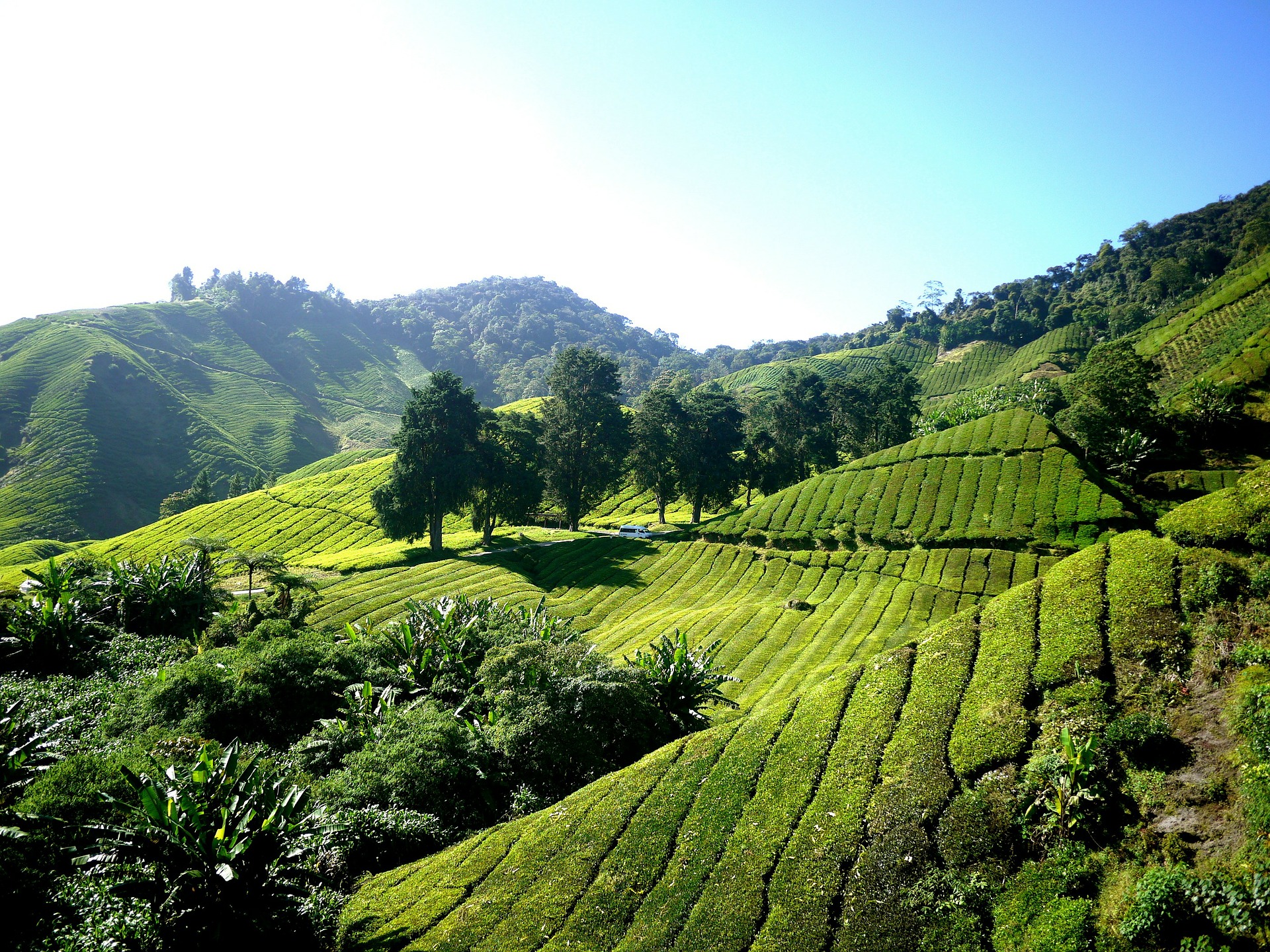 cameroon highlands tea plantation
